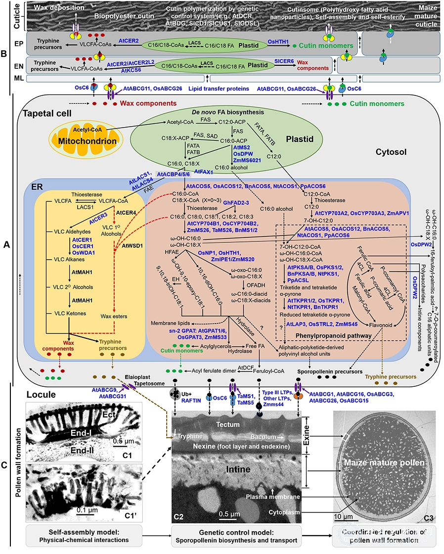 1590049400101252.jpg 万向元-1.jpg